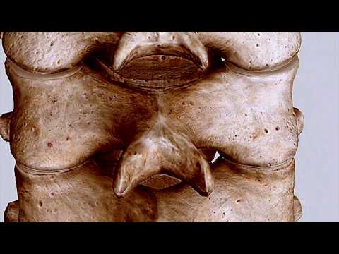 3D Facet Orientation || Cervical, Thoracic, Lumbar Spine #OMM #COMLEX #WeDaBest