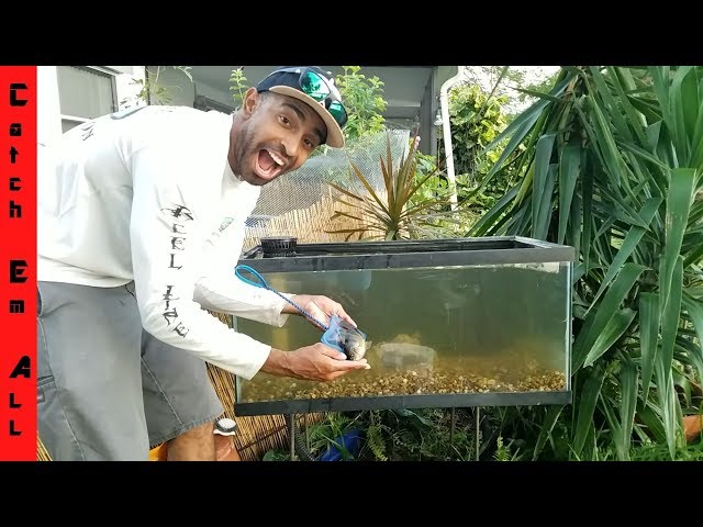 Build Outdoor Fish Tank DIY Aquarium