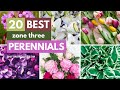 20 Easy to Grow Zone 3 Perennials