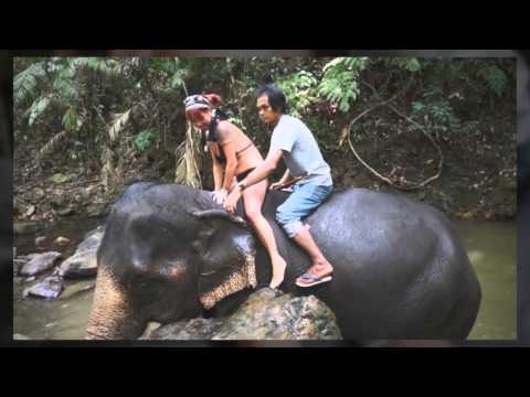 download lagu mp3 mp4 Ban Kwan Chang Elephant Trekking, download lagu Ban Kwan Chang Elephant Trekking gratis, unduh video klip Ban Kwan Chang Elephant Trekking