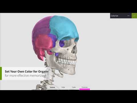 Anatomyka Skeleton Video