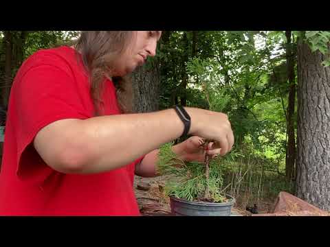 Thuja occidentalis Wiring Session