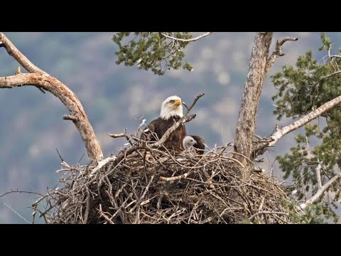 10 Fascinating Facts about Bald Eagle Nests | Wildlife Documentry