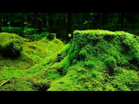 Beautiful Relaxing Music for Stress Relief • Relax, Sleep, Meditate, Study★343🍀