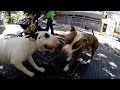 Bull terrier VS Pitbull fight 