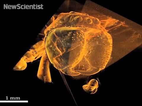 Anatomy of an ancient spider
