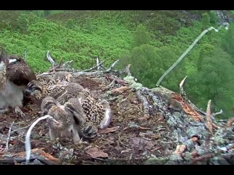 Slo-Mo: Oh poo! Synchronised squirting on the Loch Arkaig Osprey nest 21 Jun 2020