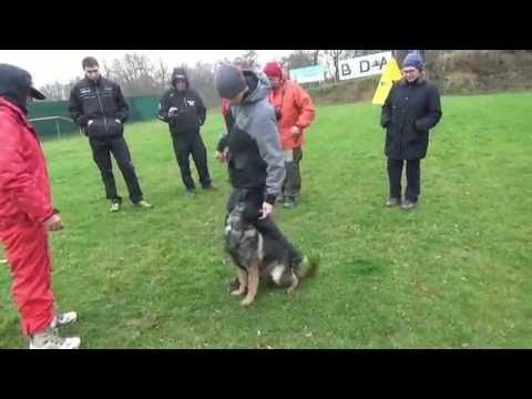 Johnboy Vikar - obedience & protection