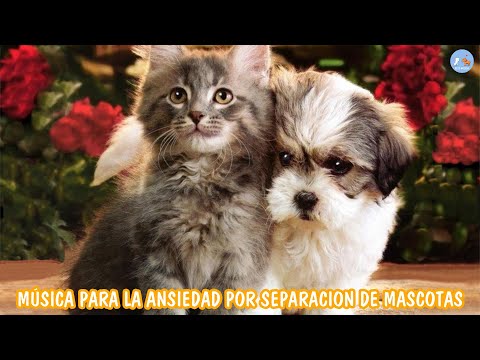 10 HORAS DE MÚSICA para Perros y Gatos Solos en Casa❤️ Relajación Garantizada