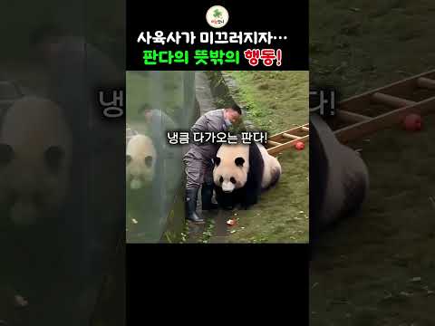 사육사가 미끄러지자… 판다가 보인 뜻밖의 행동! 🐼🥹 #shorts