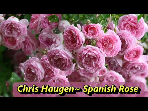 🌹Spanish Rose ~Chris Haugen, 기타 연주곡,연주곡