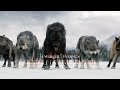 Twilight Wolves Animal I Have Become