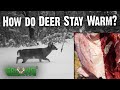 How Do Deer Survive The Cold 798