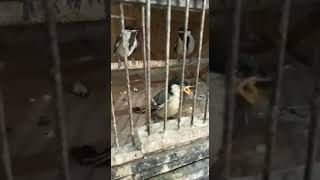 Download lagu anakan gelatik batu mp3