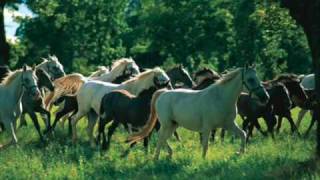 13 Horses- Alexander Rybak