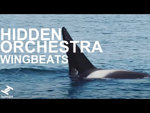 Hidden Orchestra - Wingbeats (Official Video)