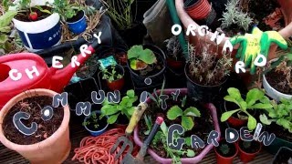 Cherry Orchard Community Garden - Video Diary 1