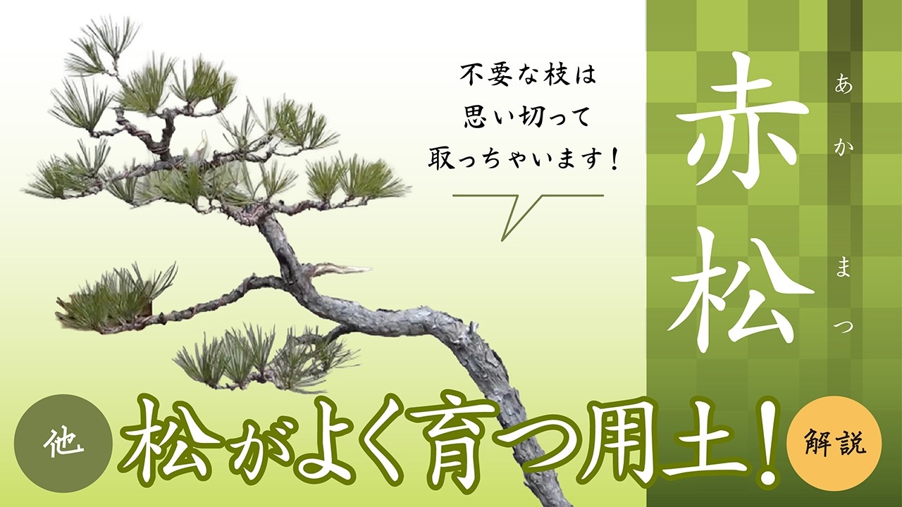 【赤松】スラリとした斜幹文人