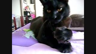 Download lagu Kuro mp3 Download lagu Kuro mp3