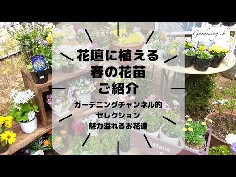 バルコニー用フラワーボックス フレグランスアリッサム ホワイトペチュニア