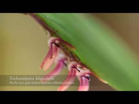 DARK NECESSITIES Trichosalpinx pollination by bitting midges