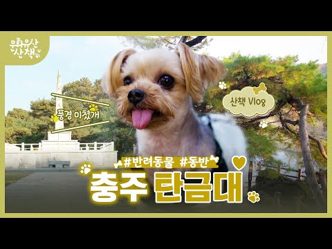 댕댕이 '까미'와 함께하는 충주여행~! (SUB)