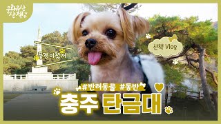 댕댕이 '까미'와 함께하는 충주여행~! (SUB)