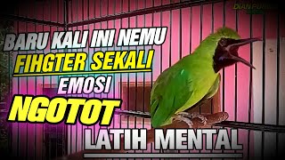 Download lagu TEMBAKAN TAJAM ❗TERPERCAYA  CUCAK IJO FIGHTER SEKALI BONGKAR ISIAN NGOTOT SEPERTI INI🔥LATIH MENTAL mp3