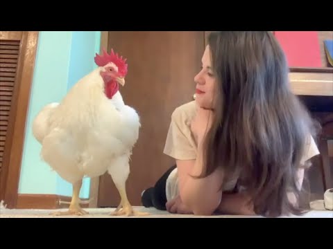 craigslist dog stroller