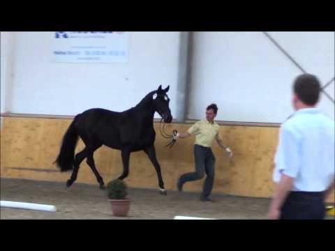 StPrA 4 jährig von Christ - De Niro - Calypso II (VS zu CADEAU NOIR)