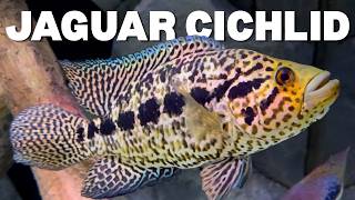 Jaguar Cichlid Care Guide: Tank Size, Tank Mates, Diet & Breeding
