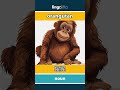 orangutan - 猩猩 video thumbnail