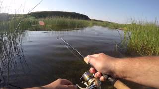 Какая рыба водится в реке тобол