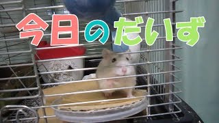 大豆(1F)の行動
