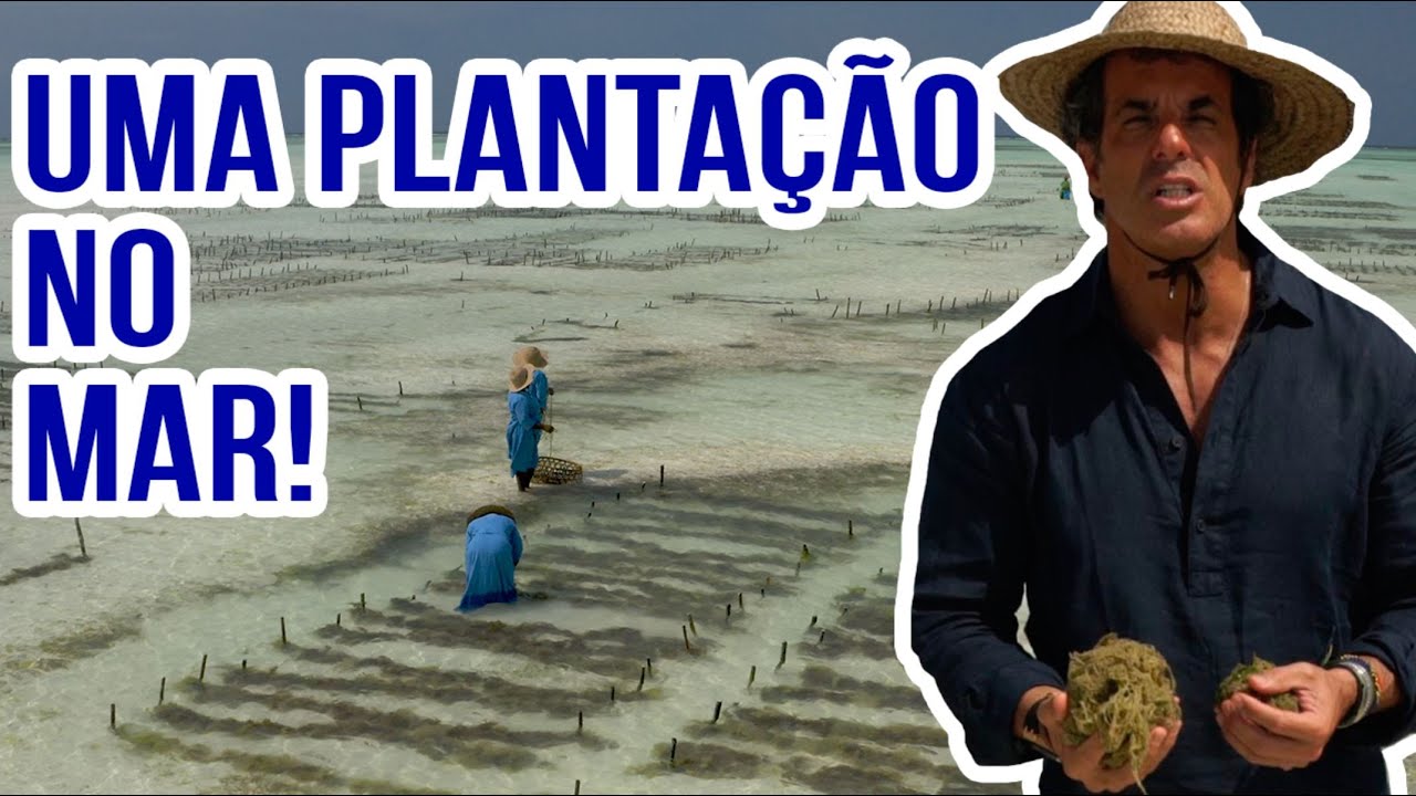 Conheça uma fazenda de algas em Zanzibar