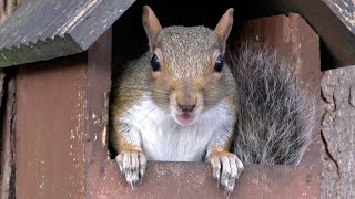 Squirrel Leap! and Nutty Clips - Go Nuts!