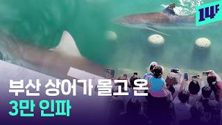 핫플된 부산 친수공원… ‘상어’ 출몰에 몰려든 3만 인파 / 14F