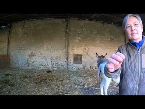 Cesar et Rosalie licol #20