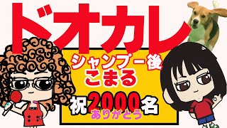 シャンプーのあと走り回って困る！どうしたらよいのかな　本物のドッグビヘイビアリストがお答えします。ビーグル
