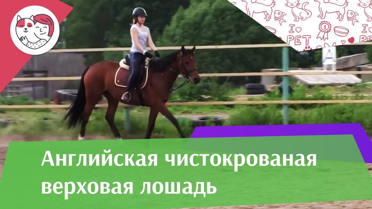 Английская чистокровная верховая лошадь на ilikepet