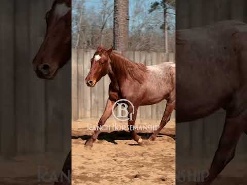 Use The Code to be one with your horse.  #b1 #es20  #horseriding