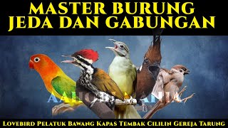 Download lagu MASTER JEDA DAN GABUNGAN | Lovebird Pelatuk Bawang Kapas Tembak Cililin Gereja Tarung mp3 Download lagu MASTER JEDA DAN GABUNGAN | Lovebird Pelatuk Bawang Kapas Tembak Cililin Gereja Tarung mp3