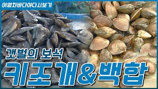 바다의 불로초 키조개와 조개의 여왕 백합, 갯벌의 보물들 #키조개회 #키조개삼합 #백합탕 #백합죽