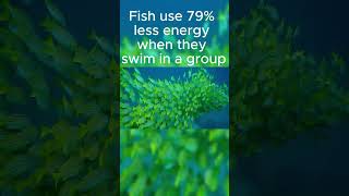 Fish use 79% less energy when they swim in a group #facts #trending #fishing
