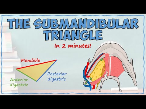 The Submandibular Triangle