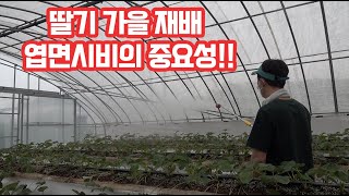 가을 딸기 생육 관리 대기 건조 관리에서 안전한가요? 관리 방법은?