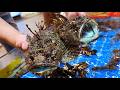 Chinese Street Food MOST VENOMOUS SCORPION FISH Xiamen Seafood China