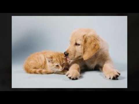 Joplin Mo Craigslist Pets