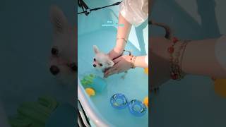 Download lagu Puppy Barley Bath Time! 🛁🫧🐾 mp3