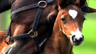 Fiona Apple- Love Ridden